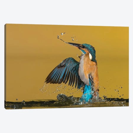 Kingfisher Coming Out The Water Canvas Print #PSM39} by Pascal De Munck Canvas Artwork
