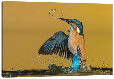 Kingfisher Coming Out The Water Canvas Art Print - Pascal De Munck