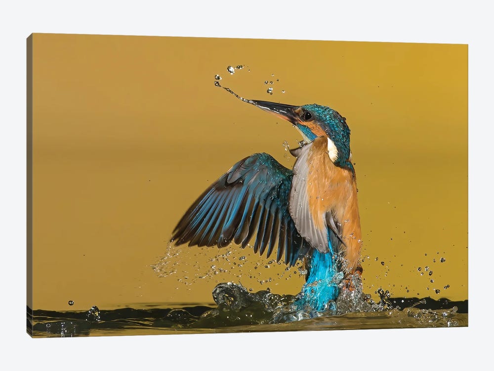Kingfisher Coming Out The Water by Pascal De Munck 1-piece Art Print