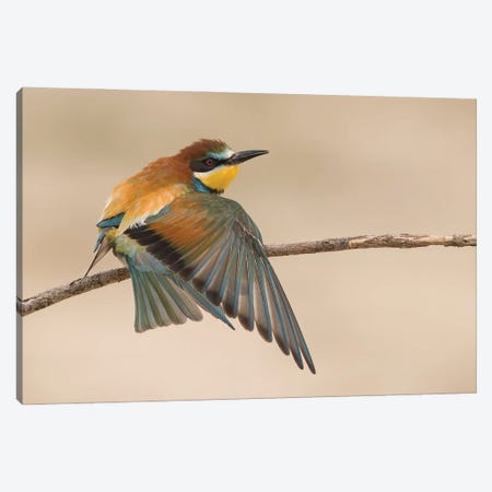 Beeeater Stretching Canvas Print #PSM3} by Pascal De Munck Canvas Artwork