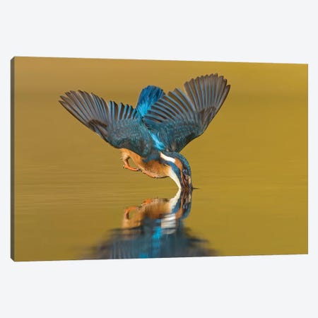Kingfisher The Dive Canvas Print #PSM40} by Pascal De Munck Canvas Art Print