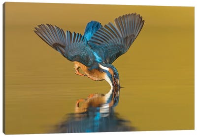 Kingfisher The Dive Canvas Art Print - Pascal De Munck