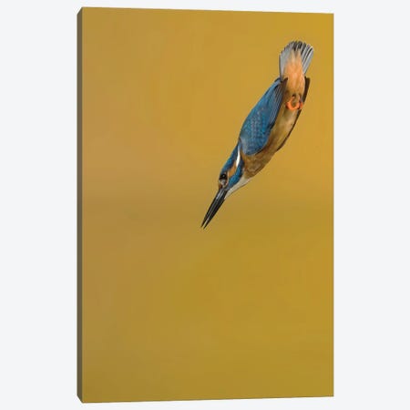 Kingfisher Arrow Canvas Print #PSM41} by Pascal De Munck Canvas Art Print
