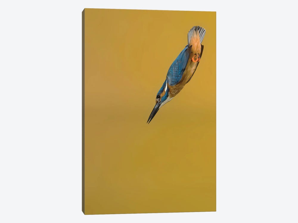 Kingfisher Arrow by Pascal De Munck 1-piece Canvas Artwork
