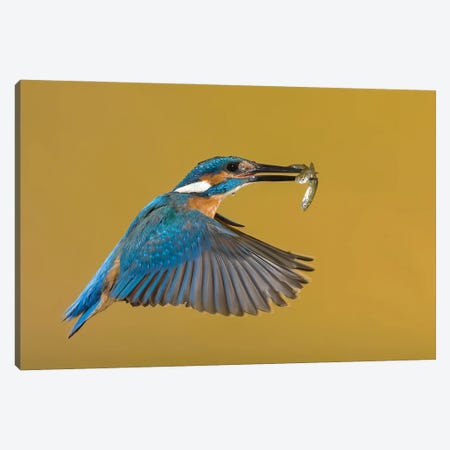 Kingfisher The Perfect Catch Canvas Print #PSM42} by Pascal De Munck Canvas Art Print