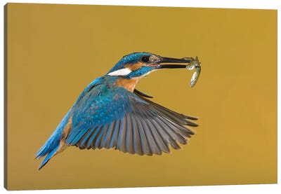Kingfisher The Perfect Catch Canvas Art Print - Pascal De Munck