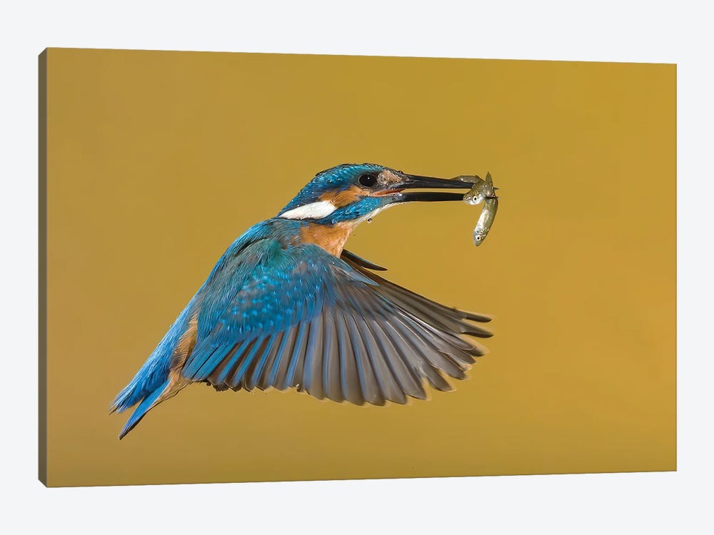 Kingfisher The Perfect Catch by Pascal De Munck 1-piece Art Print