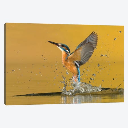 Kingfisher Open Wings Canvas Print #PSM43} by Pascal De Munck Canvas Art Print