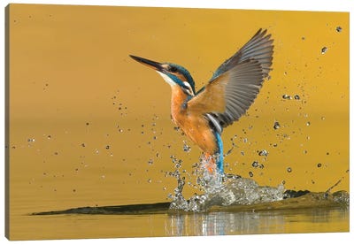 Kingfisher Open Wings Canvas Art Print - Pascal De Munck