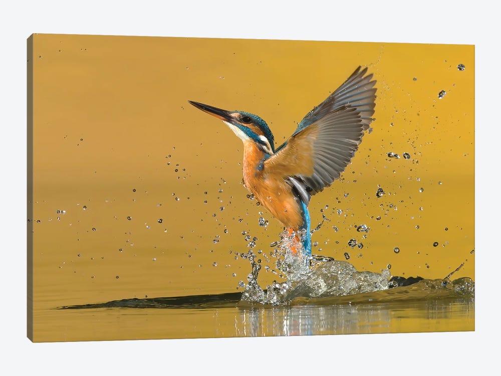 Kingfisher Open Wings by Pascal De Munck 1-piece Canvas Artwork