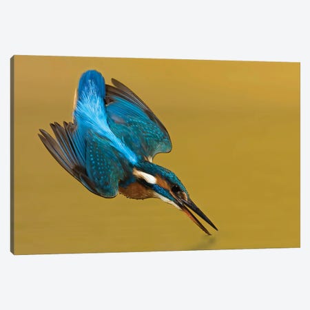 Kingfisher Touchdown Canvas Print #PSM44} by Pascal De Munck Canvas Wall Art