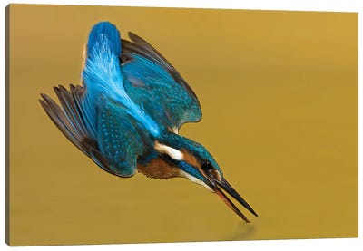 Kingfisher Touchdown Canvas Art Print - Pascal De Munck