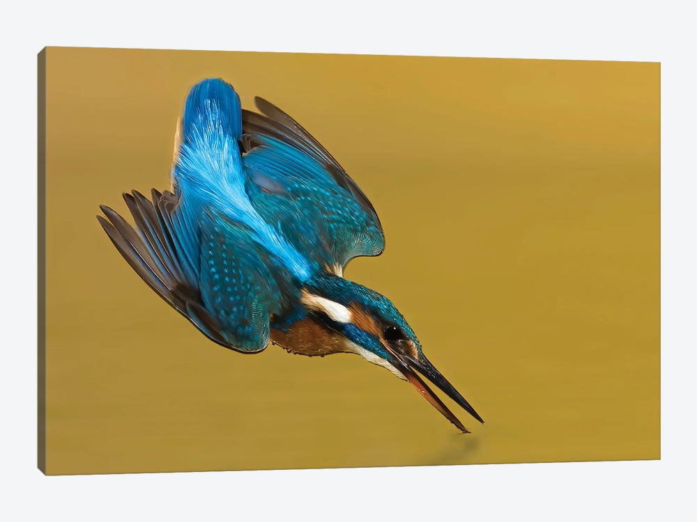 Kingfisher Touchdown by Pascal De Munck 1-piece Canvas Print