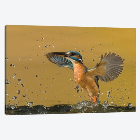 Kingfisher Splash Canvas Print #PSM45} by Pascal De Munck Canvas Artwork