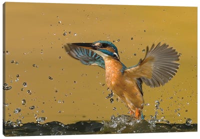 Kingfisher Splash Canvas Art Print - Kingfisher Art