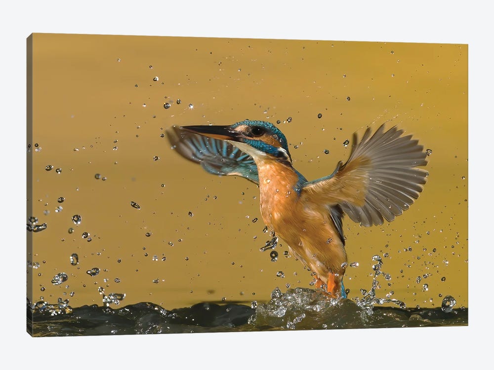 Kingfisher Splash by Pascal De Munck 1-piece Canvas Artwork