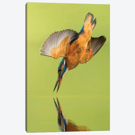 Kingfisher Coming Down Canvas Print #PSM46} by Pascal De Munck Canvas Art