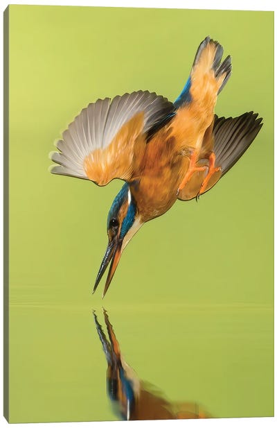Kingfisher Coming Down Canvas Art Print - Kingfisher Art
