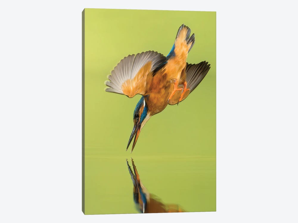 Kingfisher Coming Down by Pascal De Munck 1-piece Art Print