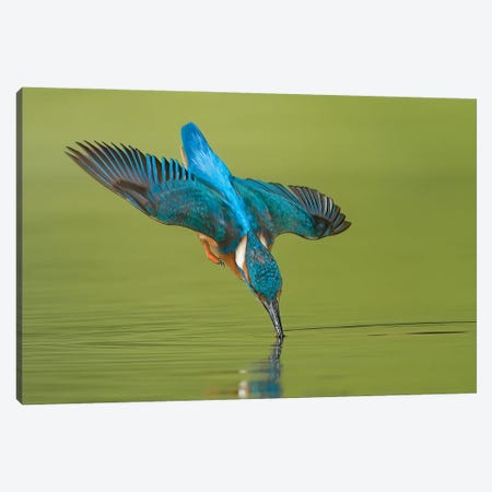 Kingfisher Near Touch Canvas Print #PSM47} by Pascal De Munck Canvas Wall Art