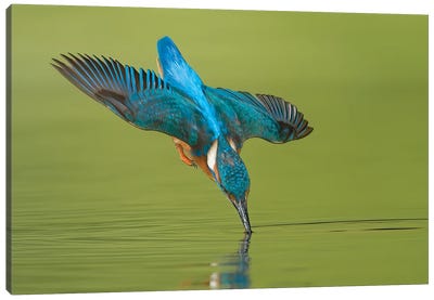 Kingfisher Near Touch Canvas Art Print - Celery