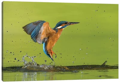 Kingfisher No Catch Canvas Art Print - Pascal De Munck