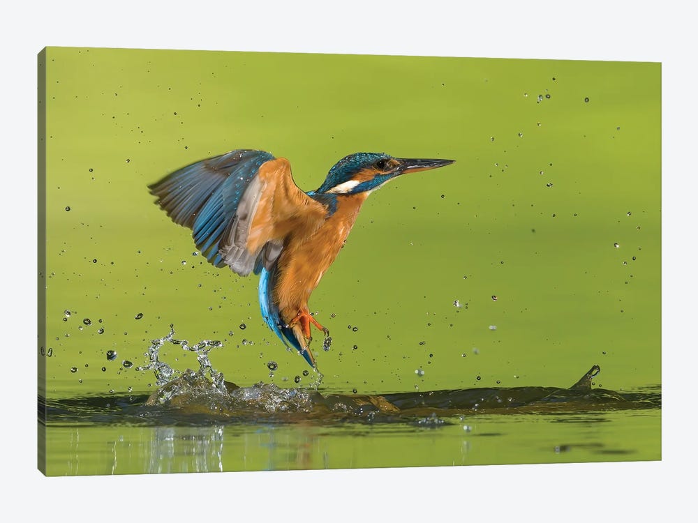 Kingfisher No Catch by Pascal De Munck 1-piece Art Print