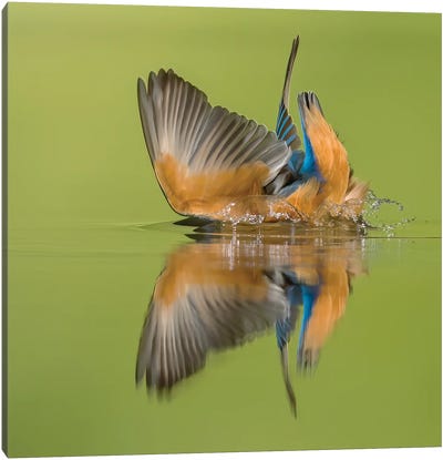 Kingfisher Looking For Fish Canvas Art Print - Celery