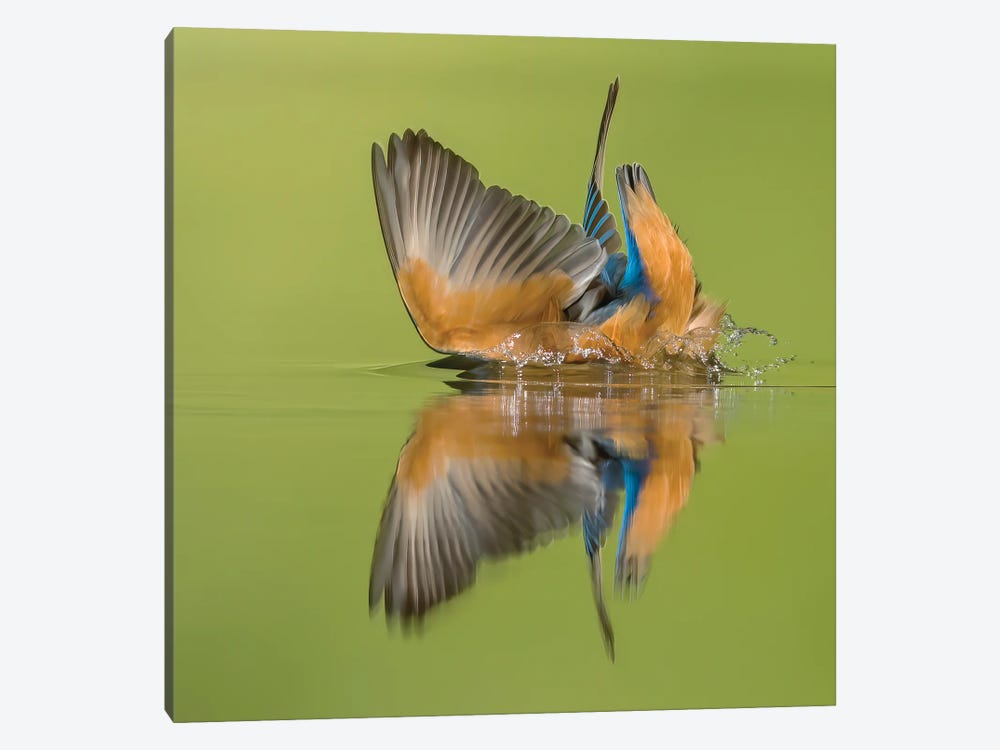 Kingfisher Looking For Fish by Pascal De Munck 1-piece Canvas Wall Art
