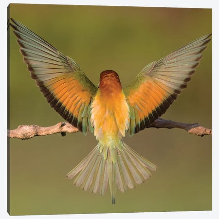 Beeeater Colorful Back Canvas Print #PSM4} by Pascal De Munck Canvas Print