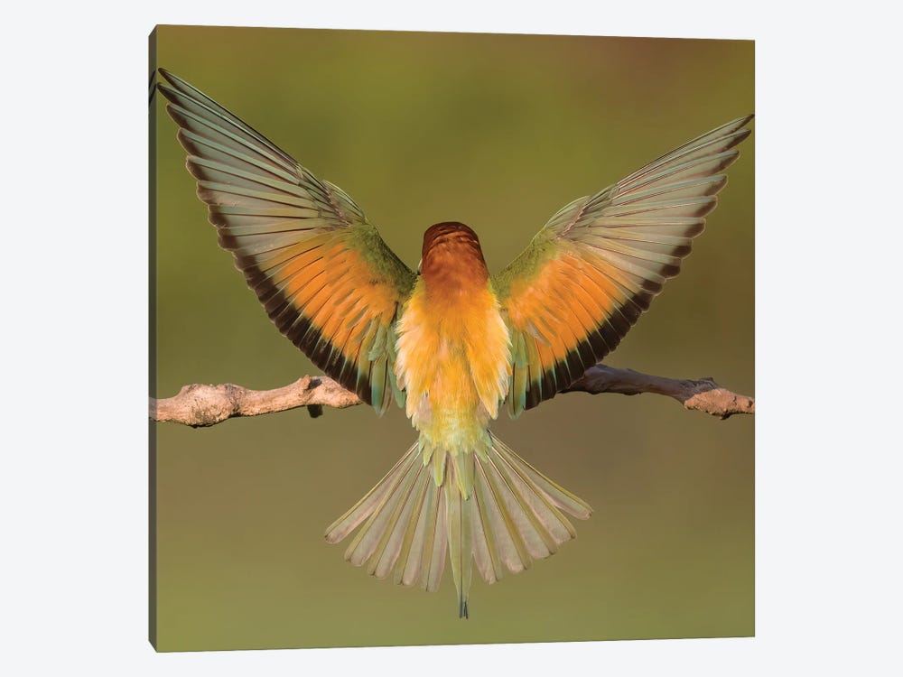 Beeeater Colorful Back by Pascal De Munck 1-piece Canvas Art Print