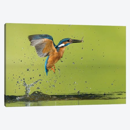 Kingfisher Catching A Fish Canvas Print #PSM50} by Pascal De Munck Canvas Art