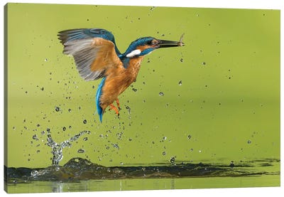 Kingfisher Catching A Fish Canvas Art Print - Pascal De Munck
