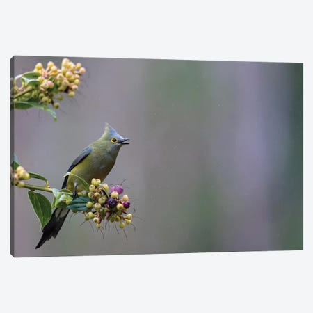 Long Tailed Silky Flycatcher In The Rain Canvas Print #PSM53} by Pascal De Munck Canvas Art