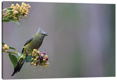 Long Tailed Silky Flycatcher In The Rain Canvas Art Print