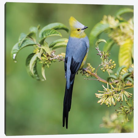 Long Tailed Silky Flycatcher Showing Off Canvas Print #PSM54} by Pascal De Munck Art Print