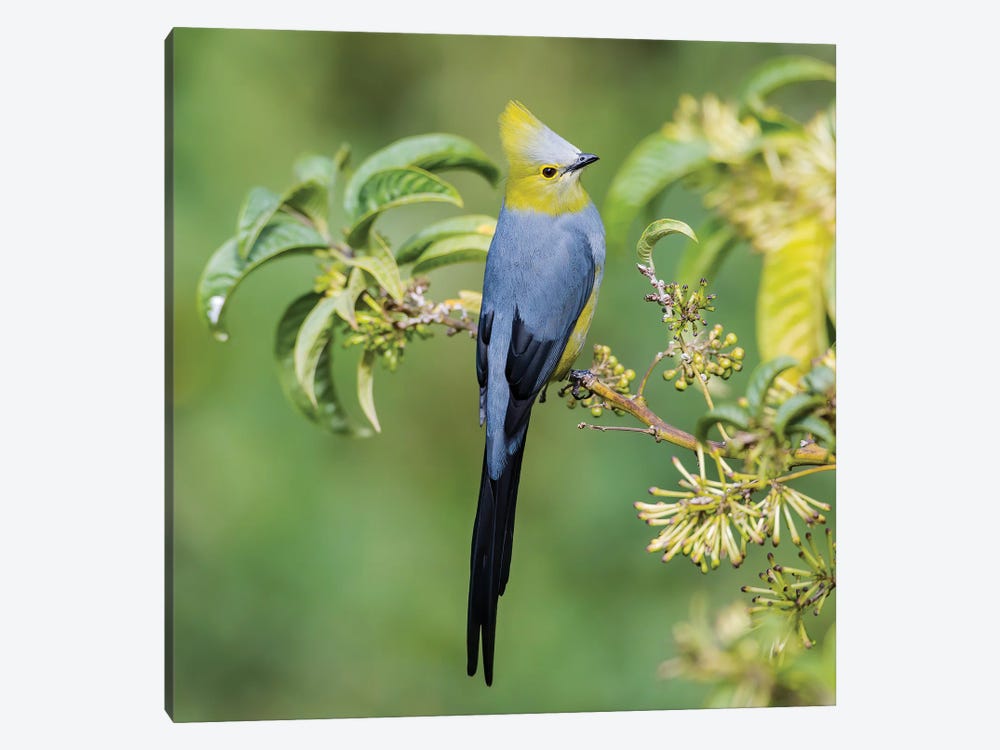 Long Tailed Silky Flycatcher Showing Off by Pascal De Munck 1-piece Canvas Artwork