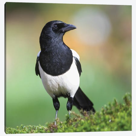 Magpie In Perfect Light Canvas Print #PSM55} by Pascal De Munck Canvas Print