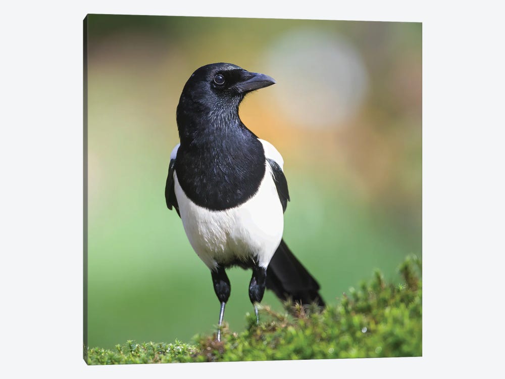 Magpie In Perfect Light by Pascal De Munck 1-piece Canvas Print