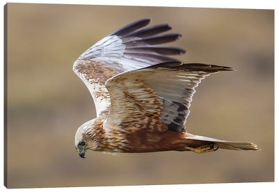 Marsh Harrier Flying By Canvas Art Print - Pascal De Munck