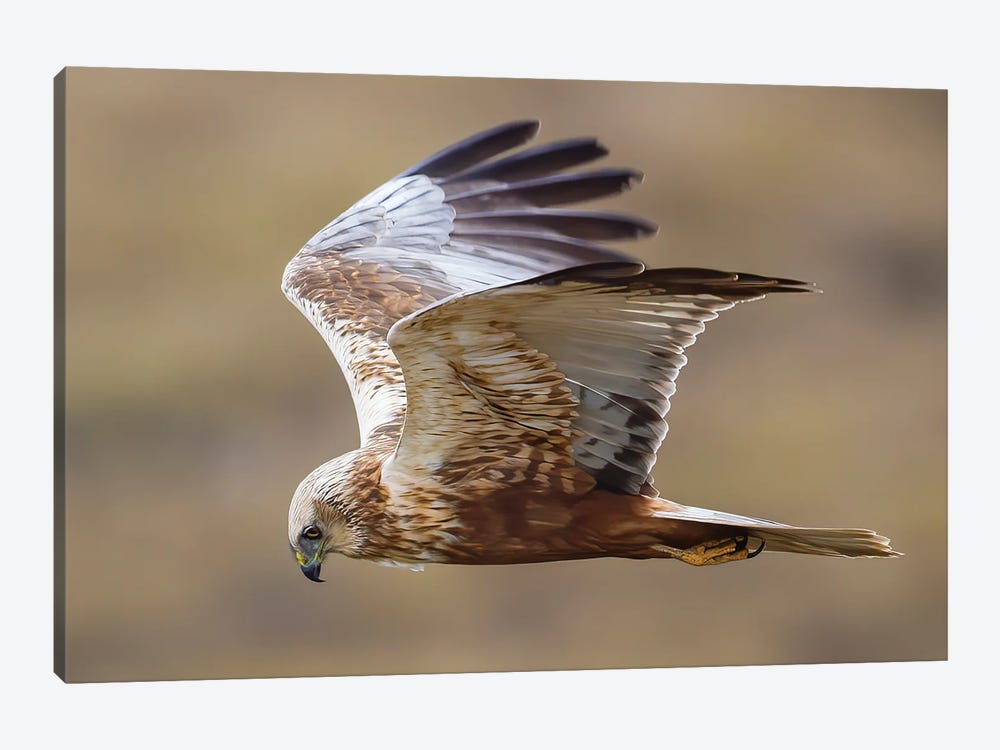 Marsh Harrier Flying By by Pascal De Munck 1-piece Canvas Artwork