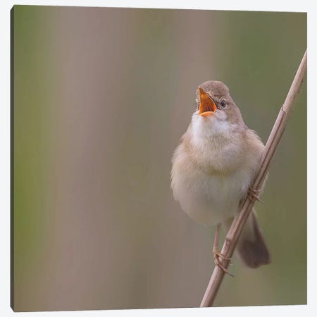 Marsh Warbler Singing Out Loud Canvas Print #PSM57} by Pascal De Munck Art Print