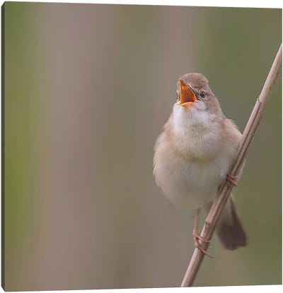 Marsh Warbler Singing Out Loud Canvas Art Print - Warbler Art