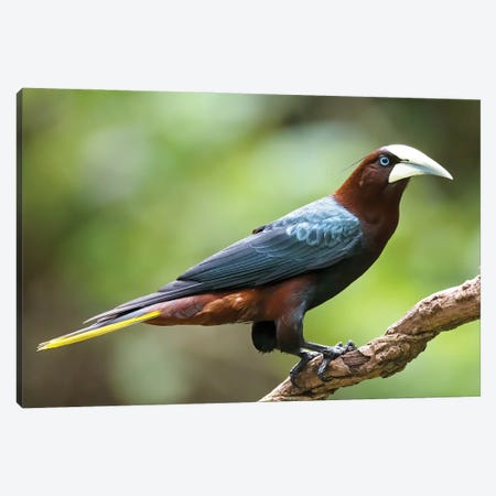 Chestnut Headed Oropendola Showing Off Canvas Print #PSM59} by Pascal De Munck Canvas Wall Art
