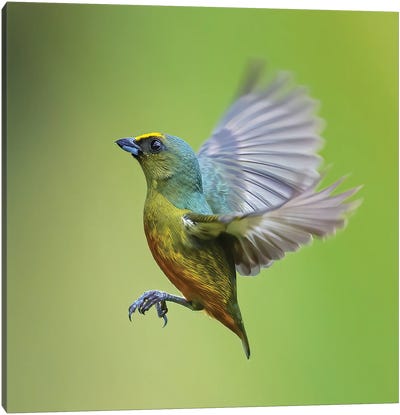 Olive Backed Euphonia Flying Canvas Art Print - Celery