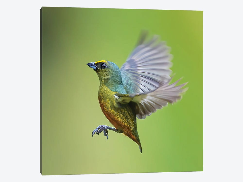Olive Backed Euphonia Flying by Pascal De Munck 1-piece Art Print