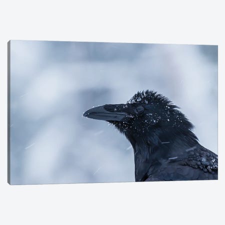 Raven Portrait In The Snow Canvas Print #PSM61} by Pascal De Munck Canvas Print
