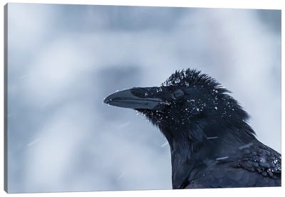 Raven Portrait In The Snow Canvas Art Print - Pascal De Munck