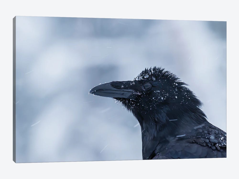 Raven Portrait In The Snow by Pascal De Munck 1-piece Canvas Art