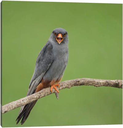 Red Footed Falcon Screaming Canvas Art Print - Falcon Art